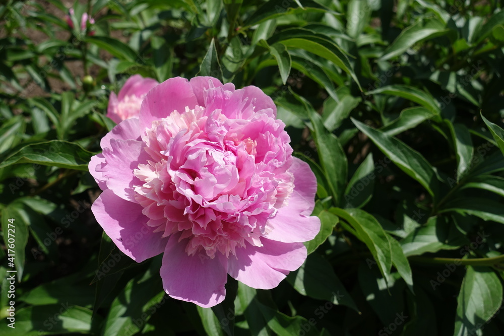 Showy pink flower of common peony in mid May