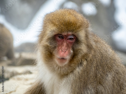 Japanese macaque snow monkey looking into camera 1 © Hanstography