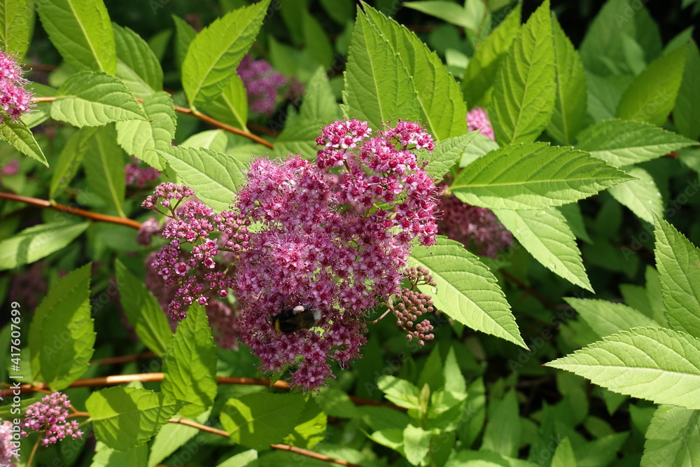 Opening pink flowers of Japanese meadowsweet in June Opening pink flowers of Japanese meadowsweet in June