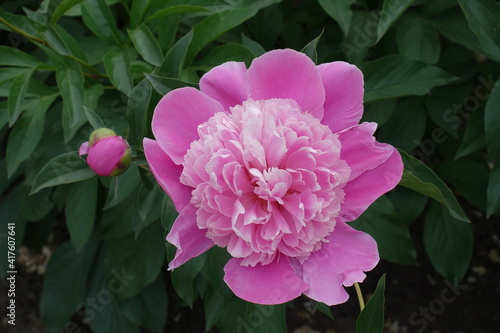 Vivid pink flower of common peony in May