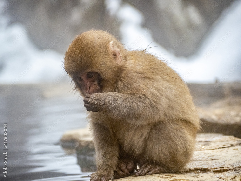 Naklejka premium Japanese snow monkey sitting beside hot spring 24
