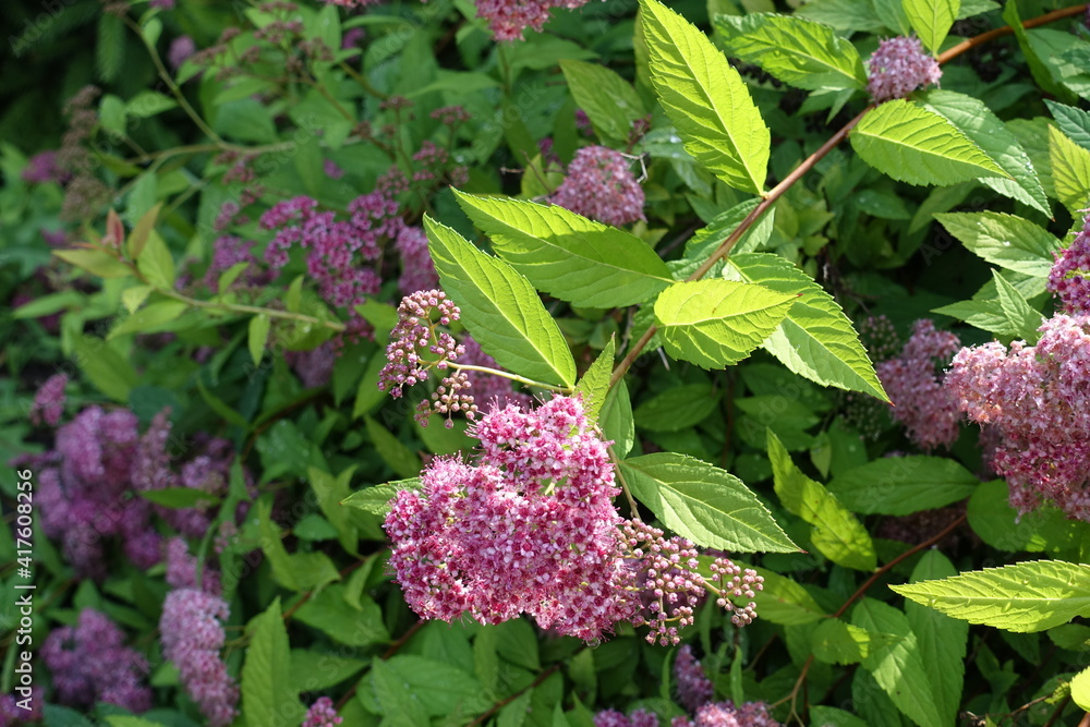Sprig of blossoming Japanese meadowsweet in June Sprig of blossoming Japanese meadowsweet in June