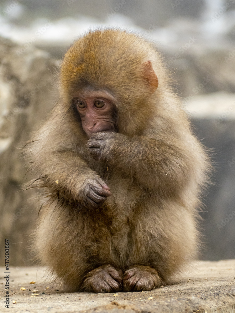 young Japanese macaque snow monkey by hot spring 5 young Japanese macaque snow monkey by hot spring 5