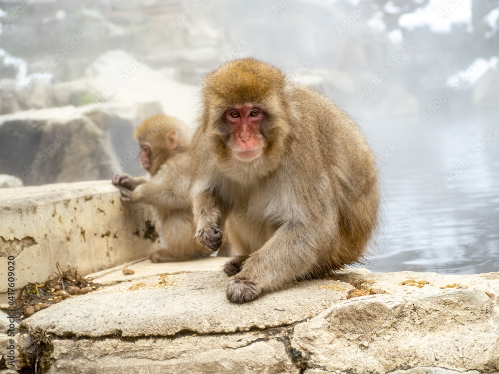 Japanese snow monkey sitting beside hot spring 26 Japanese snow monkey sitting beside hot spring 26
