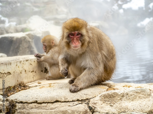 Japanese snow monkey sitting beside hot spring 26 © Hanstography