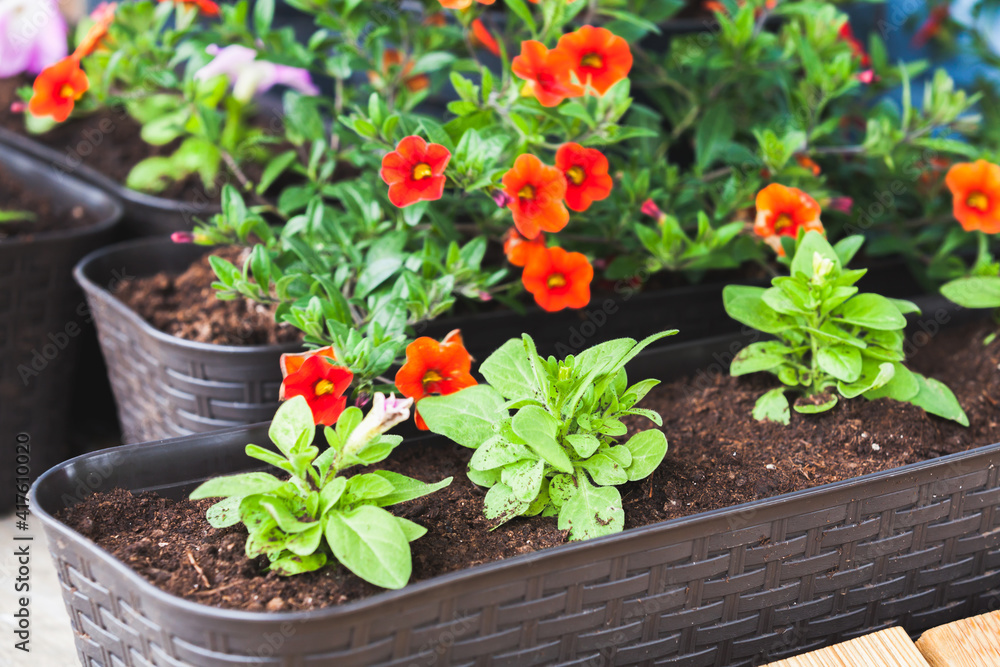 Calibrachoa and petunia seedlings with colorful flowers