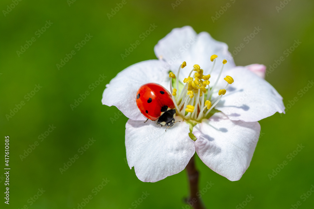 spring messenger, ladybug on flowering branch spring messenger, ladybug on flowering branch