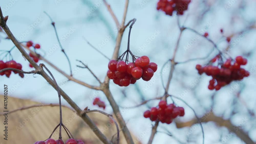 Raceme of red bright viburnum berry hangs on high cranberry tree against blue sky. Raceme of red bright viburnum berry hangs on high cranberry tree against blue sky.