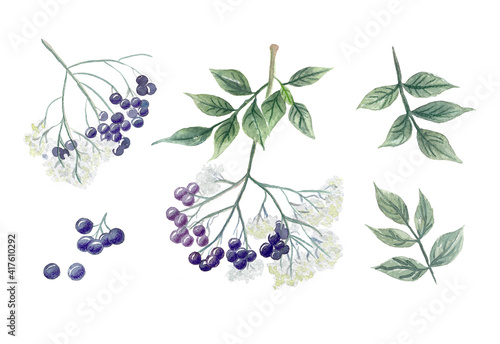 watercolor elderberry branches with flowers, berries and leaves in traditional style. Classic botanical illustration isolated on white © katedeepomania