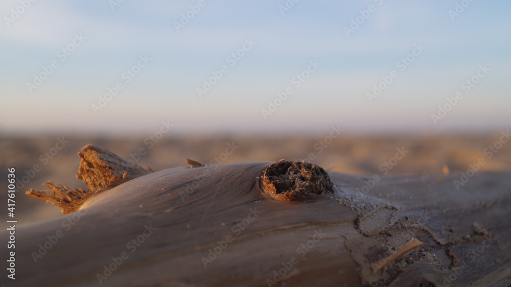 Obraz premium tree on the beach