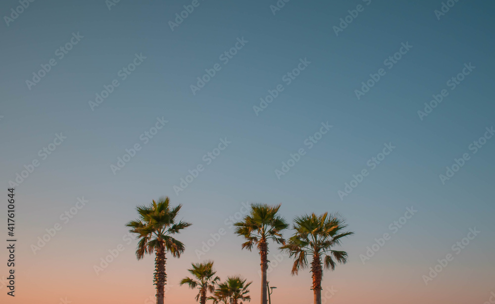 Obraz premium 야자수