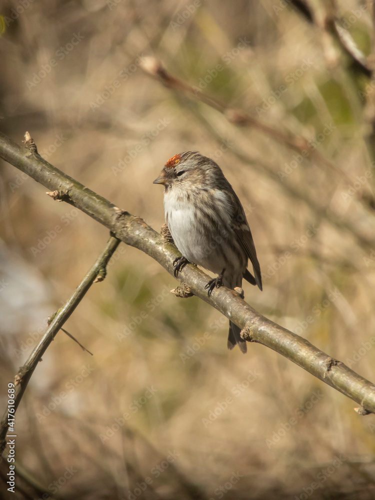 Obraz premium female common redpoll on branch