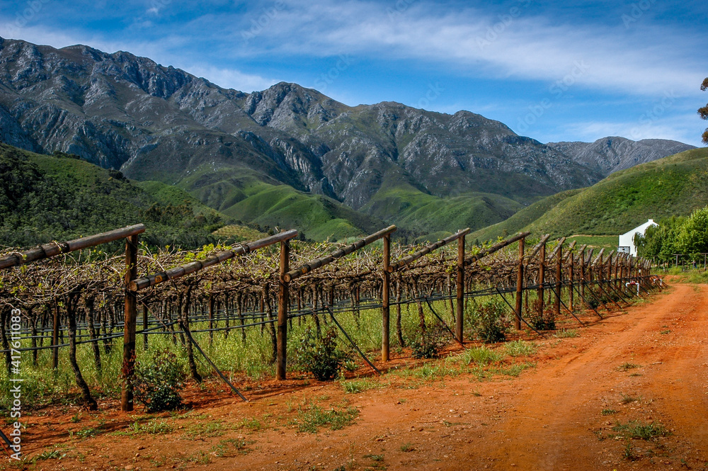 Grape vines with the mountains as a backdrop