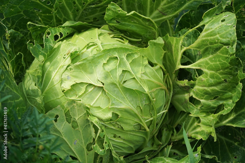 Cabbage damaged by insects pests close-up. Head and leaves of cabbage in the garden, leaves with holes, eaten by pests. Cabbage damaged by insects pests close-up. Head and leaves of cabbage in the garden, leaves with holes, eaten by pests.