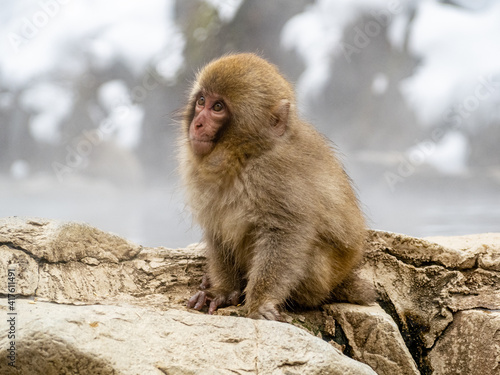 Japanese snow monkey sitting beside hot spring 29 © Hanstography