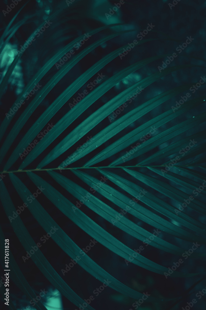 Ciemno zielono turkusowy liść palmowy, piękne naturalne tło. - obrazy, fototapety, plakaty 