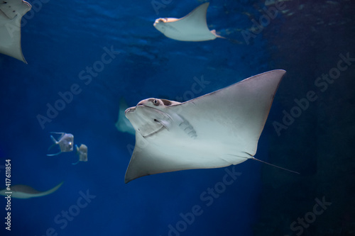 cownose ray swimming in the water,  fish underwater in the aquarium