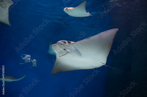 Photography cownose ray swimming in the water,  fish underwater in the aquarium