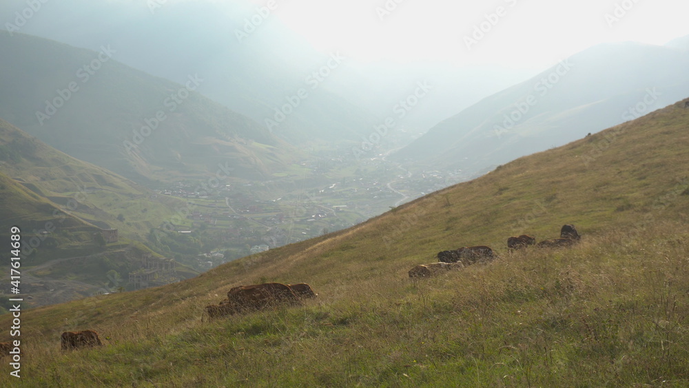 A herd of cows graze on the green hills against the backdrop of the Caucasian cloudy mountains.