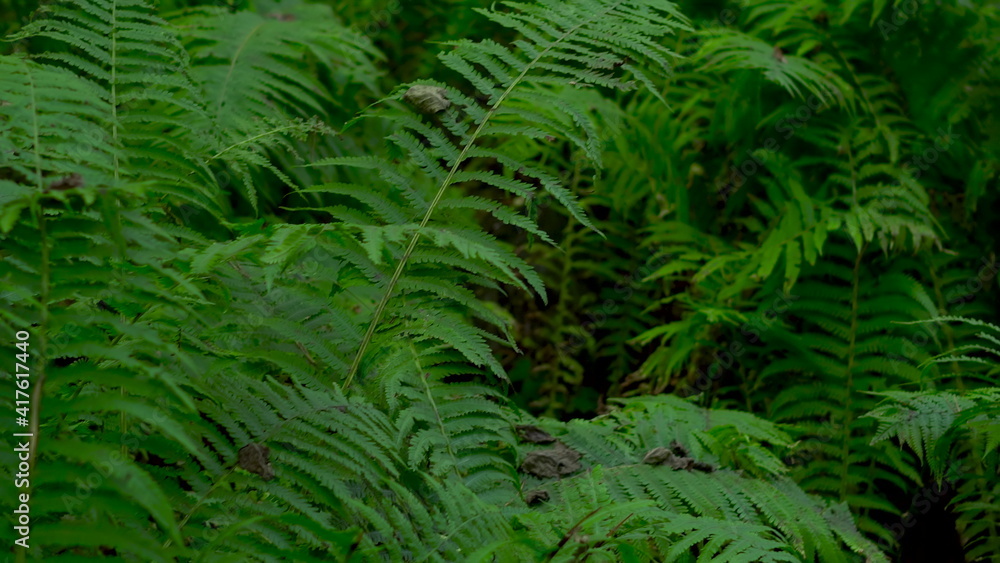 Fern bush in the forest close up. The camera is moving. Fern bush in the forest close up. The camera is moving.