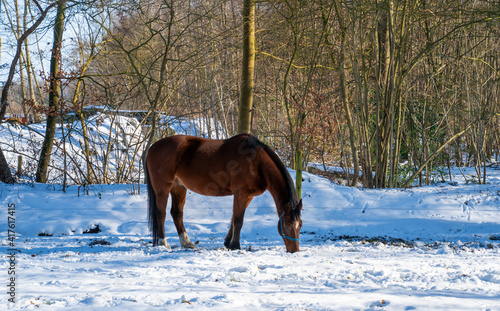 Wallpaper Mural Winter scene with close up of a brown horse
 Torontodigital.ca