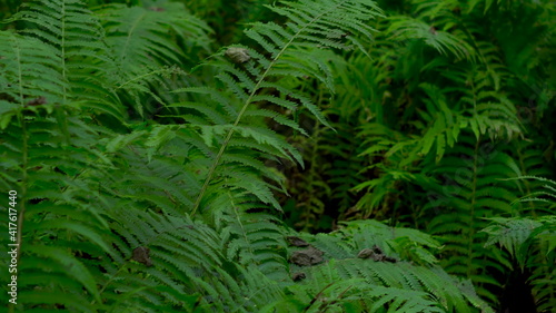 Fern bush in the forest close up. The camera is moving.