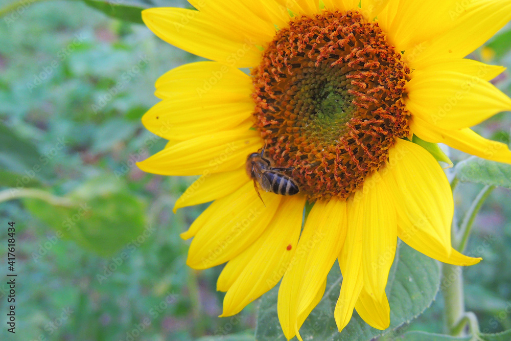 sunflower growing in the field