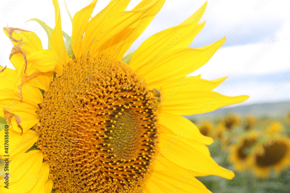 Obraz premium sunflower in the field among sunflowers