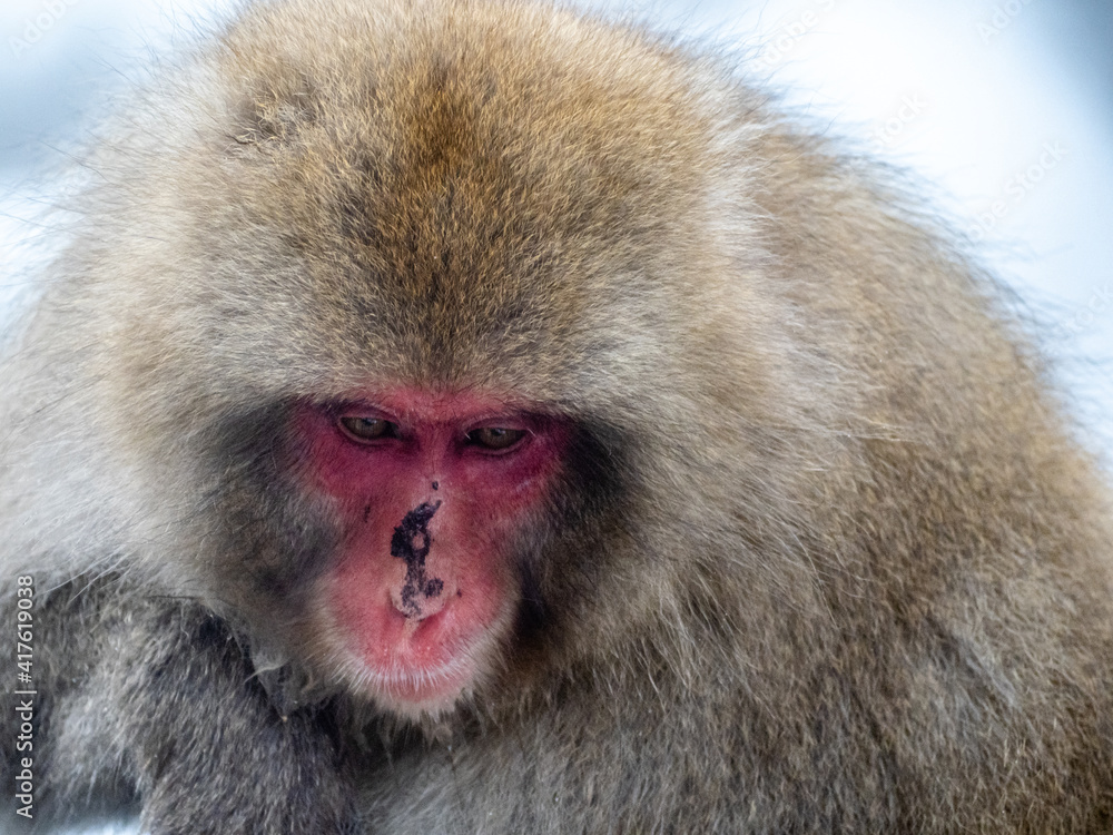 close up face of Japanese macaque snow monkey 15 close up face of Japanese macaque snow monkey 15