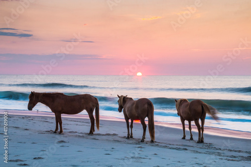 Photography feral horses on Assateague beach in a early morning summer sunrise