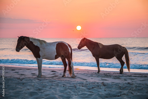 Photography feral horses on Assateague beach in a early morning summer sunrise