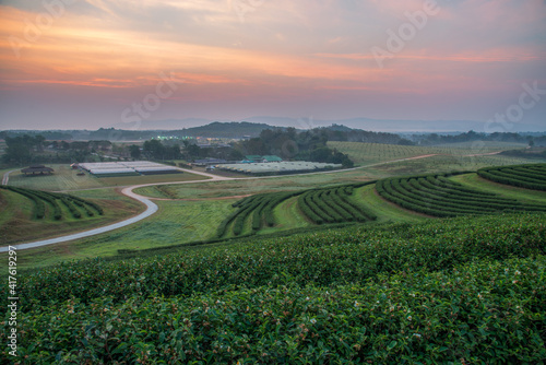Fototapeta Naklejka Na Ścianę i Meble -  The tea plantations background , Tea plantations in morning light