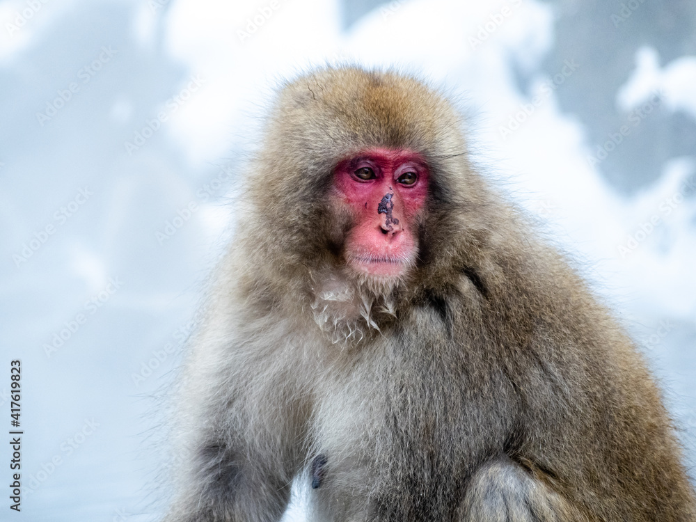 close up Japanese macaque snow monkey by snow 2 close up Japanese macaque snow monkey by snow 2