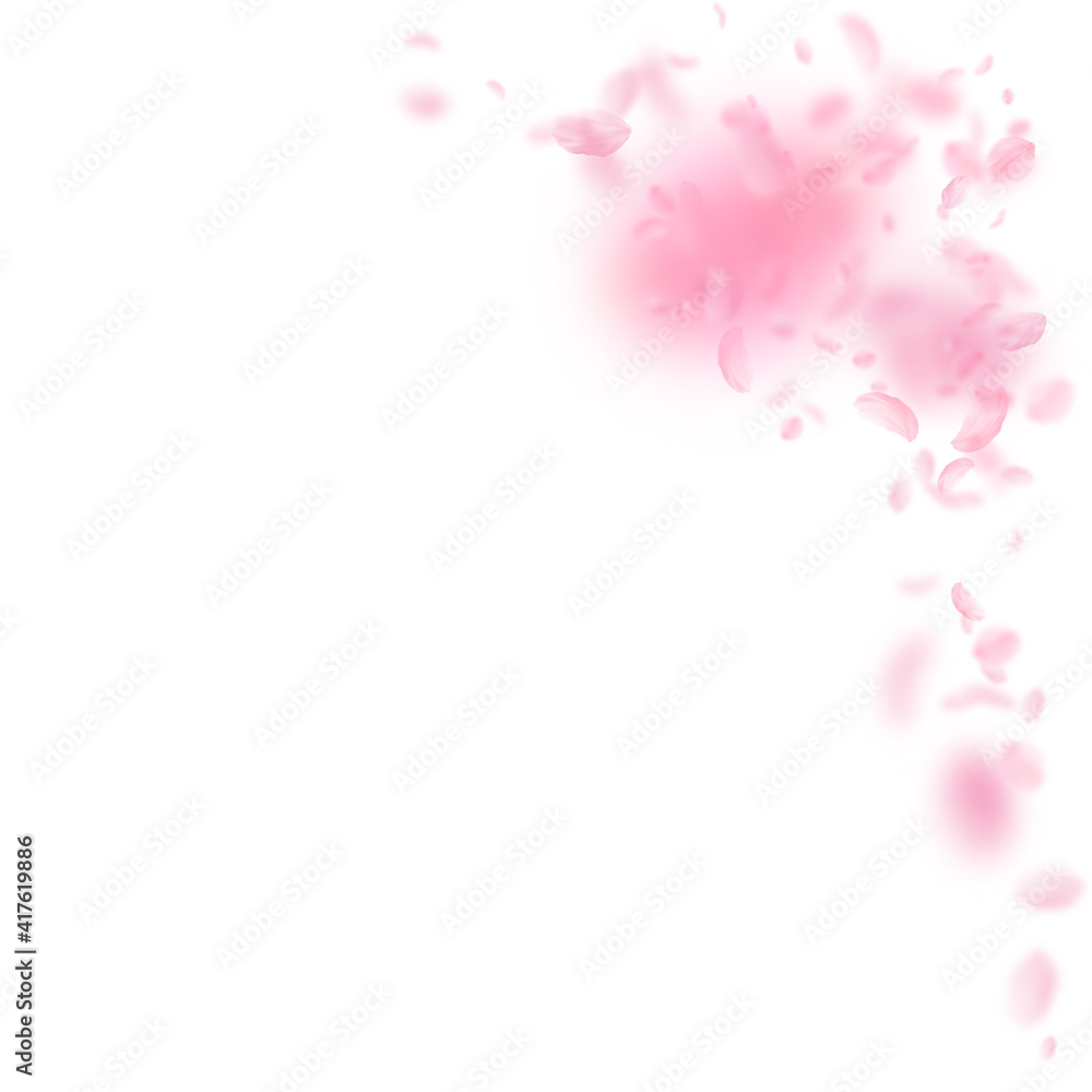 Sakura petals falling down. Romantic pink flowers corner. Flying petals on white square background.