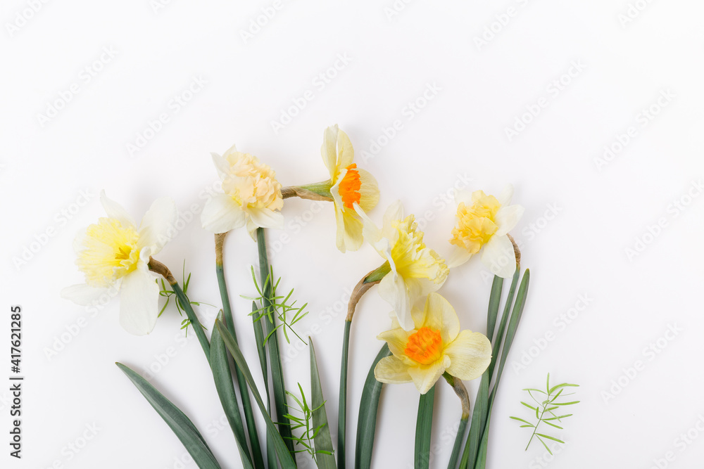 Pretty yellow daffodils on white background isolated Pretty yellow daffodils on white background isolated