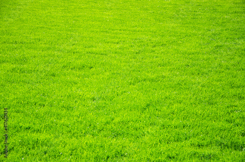 Lawn green grass field nature background