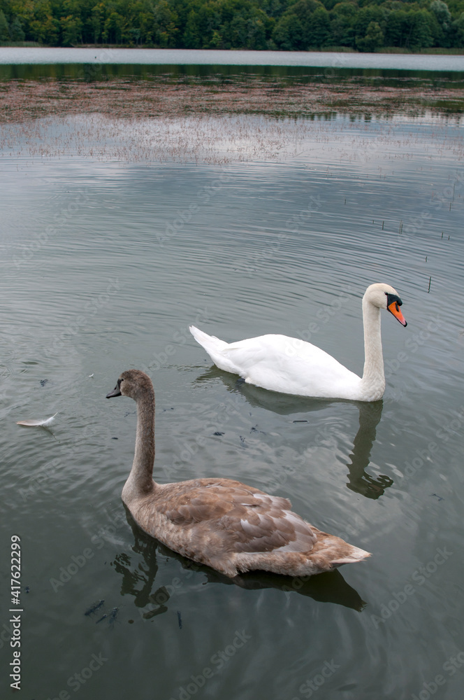 Fototapeta premium white swans group on the lake swim well under the bright sun