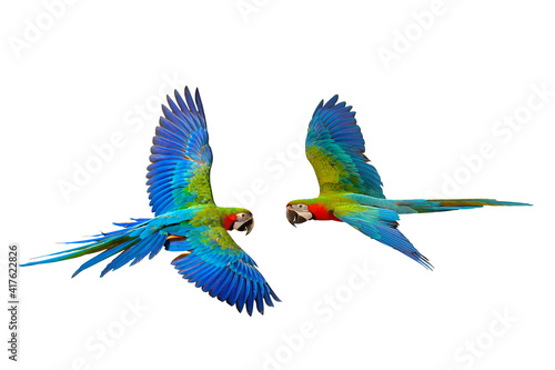 Colorful macaw parrot flying isolated on white © Passakorn