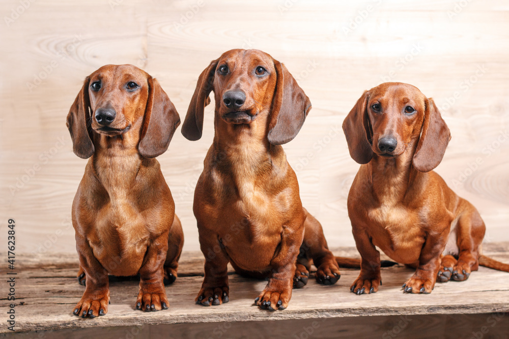 Three red dachshund dog funny faces
