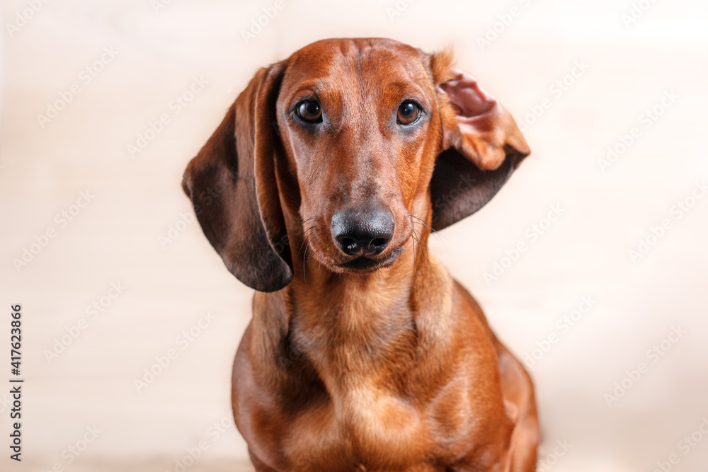 Red dachshund dog with wrapped ear