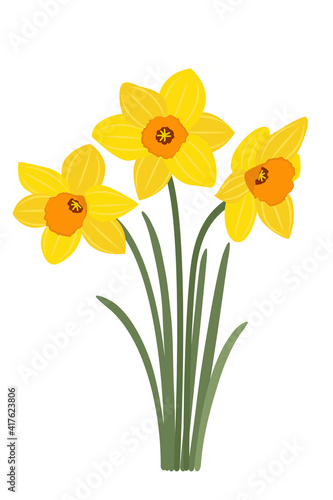 Yellow daffodils on a white background. Spring symbol, bouquet for March 8. Flowers for Easter. Yellow bright garden flowers. Vector