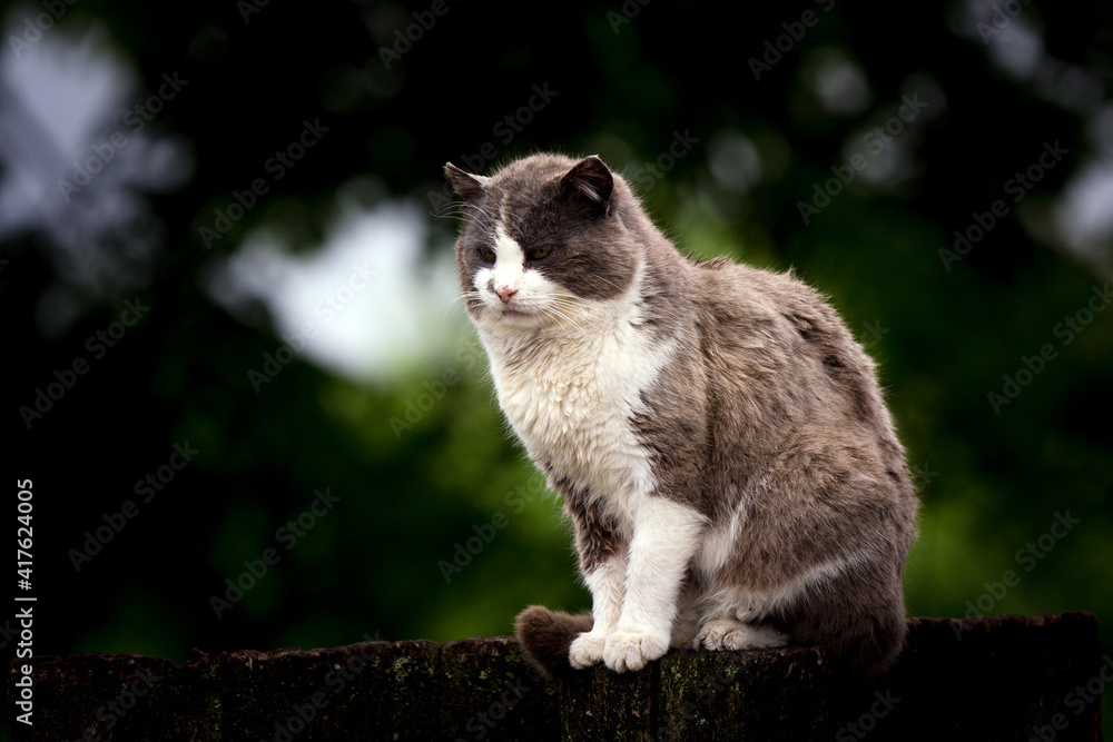 Homeless cat in nature background