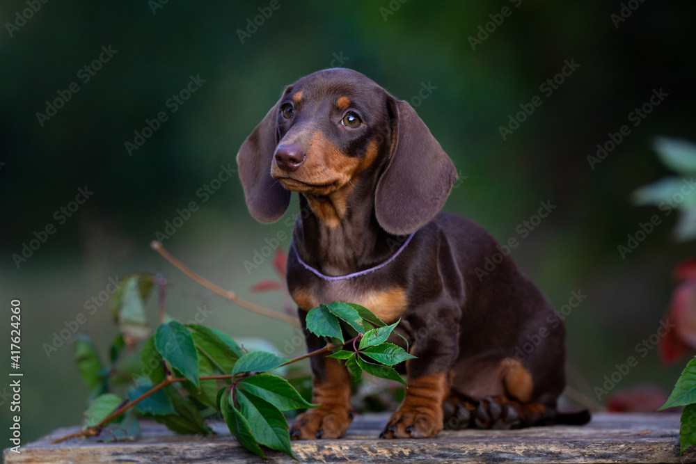 Chocolate dachshund puppy on nature green background