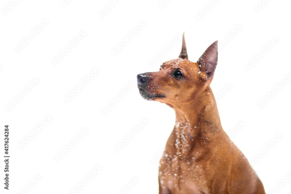 thoroughbred miniature brown pinscher on a white background. snow, active games thoroughbred miniature brown pinscher on a white background. snow, active games