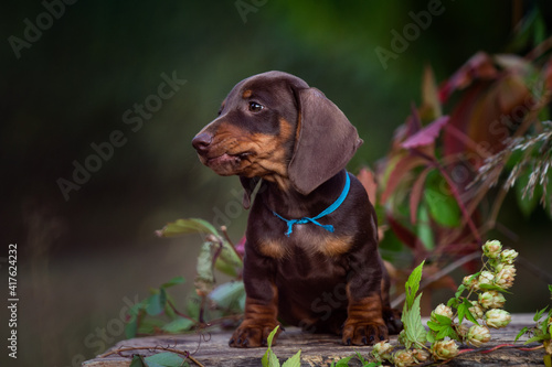 Chocolate dachshund puppy on nature green background