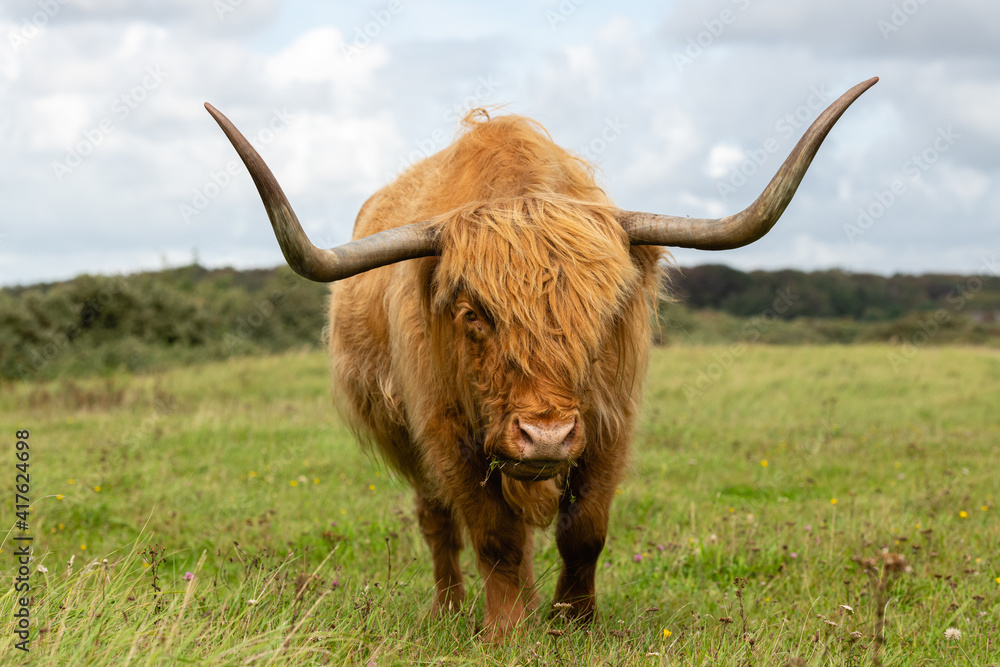 Highland cow grazing in the grassland of Lentevreugd in The Netherlands. The cow is looking towards the viewer. Highland cow grazing in the grassland of Lentevreugd in The Netherlands. The cow is looking towards the viewer.