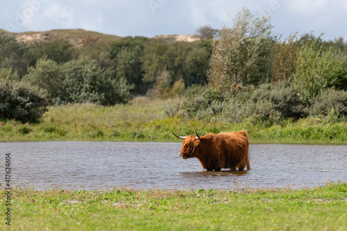 Highland cow in a grassland, standing in a pool of water. photo