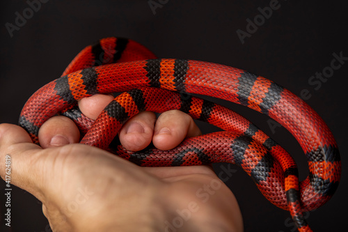 Lampropeltis triangulum, commonly known as the milk snake or milksnake, is a species of kingsnake