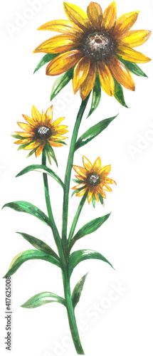 Black Eyed Susan wildflowers watercolor photo