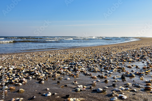 Sea shells on the beach by the Baltic Sea. Beautiful winter landscape 